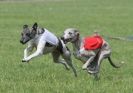 Image 43 in BSFA APRIL 2011 WHIPPETS AND A PHAROAH HOUND