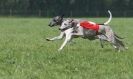 Image 44 in BSFA APRIL 2011 WHIPPETS AND A PHAROAH HOUND