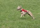 Image 45 in BSFA APRIL 2011 WHIPPETS AND A PHAROAH HOUND