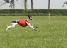 Image 46 in BSFA APRIL 2011 WHIPPETS AND A PHAROAH HOUND