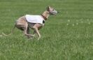 Image 48 in BSFA APRIL 2011 WHIPPETS AND A PHAROAH HOUND