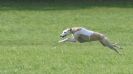 Image 51 in BSFA APRIL 2011 WHIPPETS AND A PHAROAH HOUND
