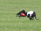 Image 52 in BSFA APRIL 2011 WHIPPETS AND A PHAROAH HOUND