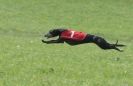 Image 54 in BSFA APRIL 2011 WHIPPETS AND A PHAROAH HOUND