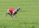 Image 59 in BSFA APRIL 2011 WHIPPETS AND A PHAROAH HOUND