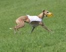 Image 63 in BSFA APRIL 2011 WHIPPETS AND A PHAROAH HOUND