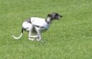 Image 64 in BSFA APRIL 2011 WHIPPETS AND A PHAROAH HOUND