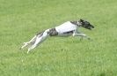 Image 65 in BSFA APRIL 2011 WHIPPETS AND A PHAROAH HOUND