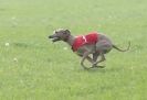 Image 66 in BSFA APRIL 2011 WHIPPETS AND A PHAROAH HOUND