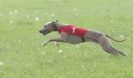 Image 67 in BSFA APRIL 2011 WHIPPETS AND A PHAROAH HOUND