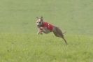 Image 68 in BSFA APRIL 2011 WHIPPETS AND A PHAROAH HOUND