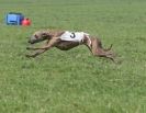 Image 69 in BSFA APRIL 2011 WHIPPETS AND A PHAROAH HOUND