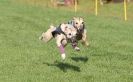 NEWMARKET WHIPPETS 10 APRIL 2011