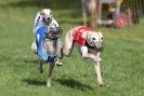 Image 2 in NEWMARKET WHIPPETS 10 APRIL 2011