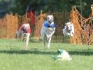 Image 31 in NEWMARKET WHIPPETS 10 APRIL 2011