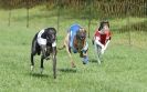 Image 54 in NEWMARKET WHIPPETS 10 APRIL 2011