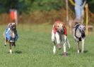 Image 6 in NEWMARKET WHIPPETS 10 APRIL 2011