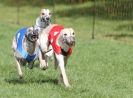 Image 63 in NEWMARKET WHIPPETS 10 APRIL 2011