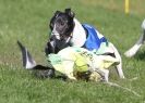 Image 69 in NEWMARKET WHIPPETS 10 APRIL 2011