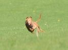 Image 1 in BSFA OCTOBER 2010  OTHER SIGHTHOUNDS FROM TODAY'S EVENT