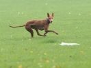 Image 6 in BSFA OCTOBER 2010  OTHER SIGHTHOUNDS FROM TODAY'S EVENT