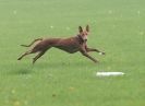 Image 7 in BSFA OCTOBER 2010  OTHER SIGHTHOUNDS FROM TODAY'S EVENT