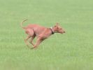 Image 9 in BSFA OCTOBER 2010  OTHER SIGHTHOUNDS FROM TODAY'S EVENT