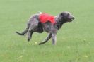 Image 10 in BSFA OCTOBER 2010 DEERHOUNDS