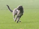 Image 11 in BSFA OCTOBER 2010 DEERHOUNDS