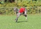 Image 12 in BSFA OCTOBER 2010 DEERHOUNDS