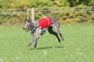 Image 14 in BSFA OCTOBER 2010 DEERHOUNDS