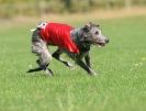 Image 16 in BSFA OCTOBER 2010 DEERHOUNDS