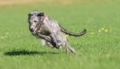 Image 18 in BSFA OCTOBER 2010 DEERHOUNDS