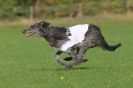Image 19 in BSFA OCTOBER 2010 DEERHOUNDS