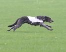 Image 2 in BSFA OCTOBER 2010 DEERHOUNDS