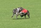Image 21 in BSFA OCTOBER 2010 DEERHOUNDS