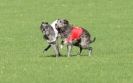 Image 22 in BSFA OCTOBER 2010 DEERHOUNDS