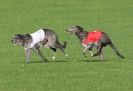 Image 24 in BSFA OCTOBER 2010 DEERHOUNDS