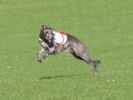 Image 27 in BSFA OCTOBER 2010 DEERHOUNDS