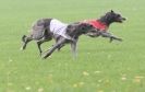 Image 3 in BSFA OCTOBER 2010 DEERHOUNDS