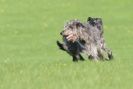 Image 31 in BSFA OCTOBER 2010 DEERHOUNDS