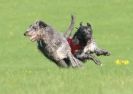 Image 32 in BSFA OCTOBER 2010 DEERHOUNDS