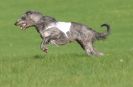 Image 33 in BSFA OCTOBER 2010 DEERHOUNDS