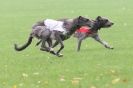 Image 4 in BSFA OCTOBER 2010 DEERHOUNDS