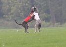 Image 5 in BSFA OCTOBER 2010 DEERHOUNDS