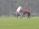 Image 6 in BSFA OCTOBER 2010 DEERHOUNDS