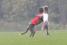 Image 7 in BSFA OCTOBER 2010 DEERHOUNDS