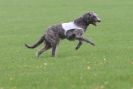 Image 8 in BSFA OCTOBER 2010 DEERHOUNDS