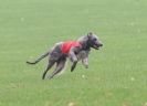 Image 9 in BSFA OCTOBER 2010 DEERHOUNDS