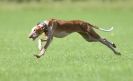 BSFA SEPT 2010   JUST A FEW OF THE OTHER SIGHTHOUNDS FROM THE DAY